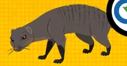 Banded Mongoose (Mungos mungo)