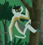 Diademed Sifaka (Propithecus diadema)