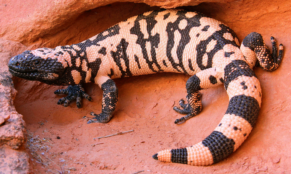 The Gila Monster (Heloderma suspectum)