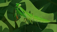 European Mantis (Mantis religiosa)