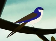 Tree Swallow (Tachycineta bicolor)