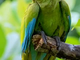 Military Macaw