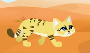 Sand Cat (Felis margarita)