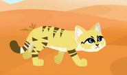 Sand cat (Felis margarita)