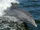 Bottlenose Dolphin
