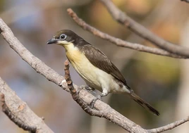 Real Life (Immature)