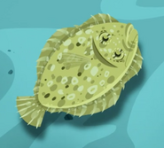 Eyed Flounder (Bothus ocellatus)