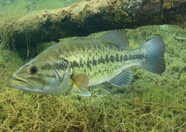 largemouth bass