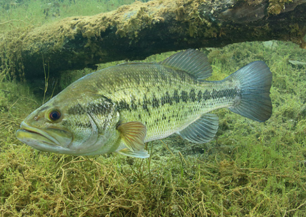 Largemouth Bass, Wild Kratts Wiki