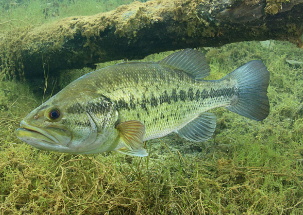 Largemouth Bass (Reptiles, Amphibians and Fish of the Kaibab