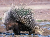 African Crested Porcupine