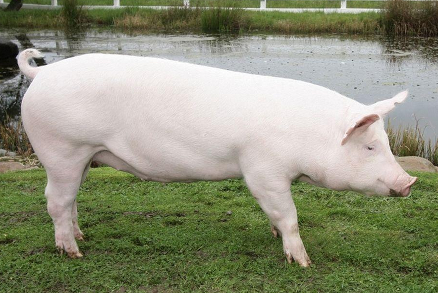 Big pig. Ландрас Йоркшир. Порода свиней Йоркшир. Крупная белая порода свиней. Украинская Степная белая порода свиней ландрас.