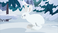 Snowshoe Hare.png (346 KB) Snowshoe Hare