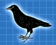 American Crow (Corvus brachyrhynchos)