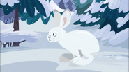 The snowshoe hare Martin will name Avalanche