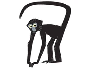 Black-headed Spider Monkey (Ateles fusciceps)
