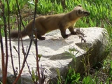 American Pine Marten