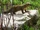 American Pine Marten