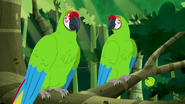 Military macaw (Ara militaris)