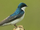 Tree Swallow