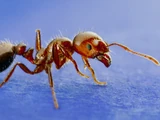 Red Imported Fire Ant