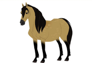 Wild Pony (Equus ferus caballus)