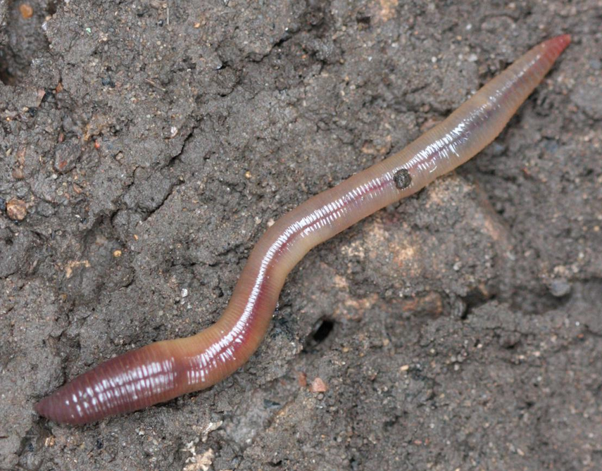 Earthworm, Wild Kratts Wiki