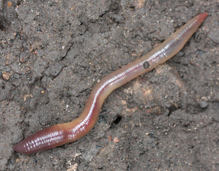 Фото черве. Червь Земляной (Lumbricus terrestris). Кольчатые черви дождевые. Lumbricus terrestris обыкновенный дождевой червь. Земляные черви кольчатые червь.