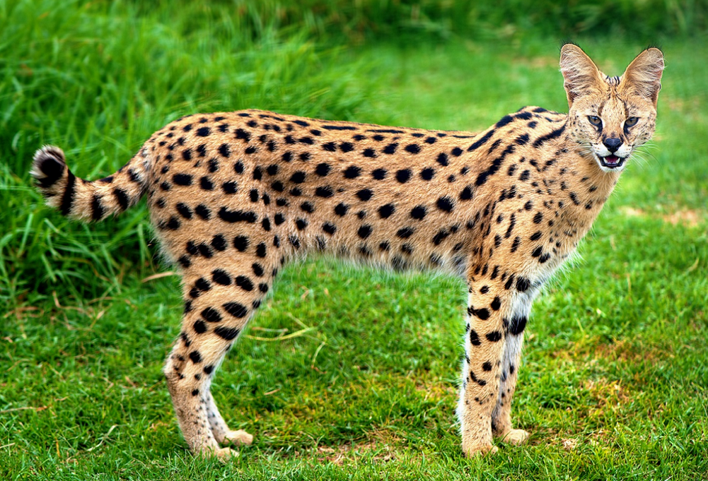 Serval Wild Kratts Wiki Fandom