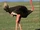 Ostrich