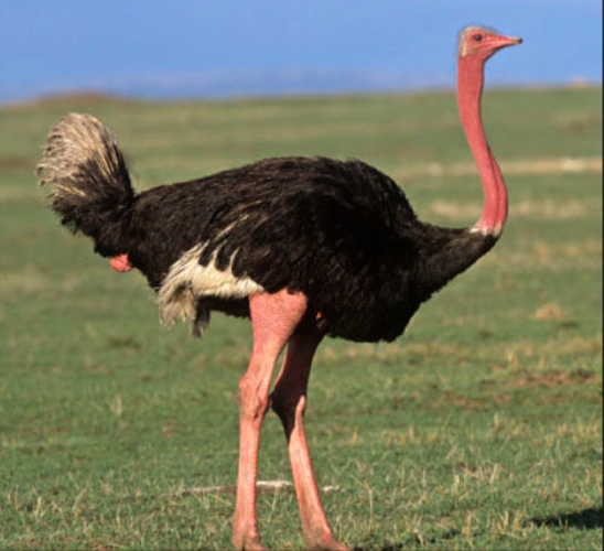 Ostrich | Wild Kratts Wiki | Fandom