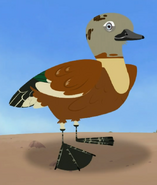 South African Shelduck (Tadorna cana)