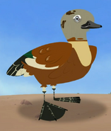 South African shelduck (Tadorna cana)