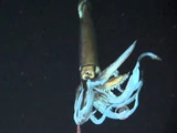 Giant Squid