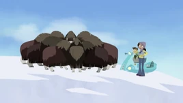 Muskox Mania