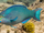 Queen Parrotfish