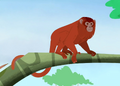 Venezuelan Red Howler.png (606 KB) Venezuelan Red Howler