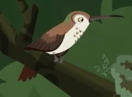 Rufous Hummingbird (Selasphorus rufus)