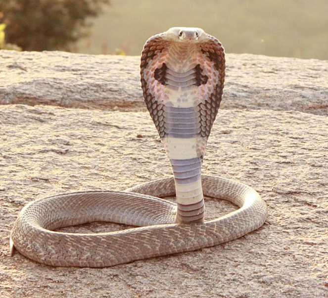 Spectacled Cobra, Wild Kratts Wiki