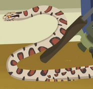 Milk Snake (Lampropeltis triangulum)