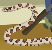 Milk snake (Lampropeltis triangulum)