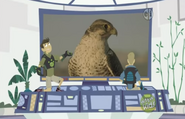 Chris is instead showing the prairie falcon.