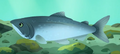 Sockeye Salmon.png (1.78 MB) Sockeye Salmon