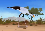 Secretary Bird (Sagittarius serpentarius)