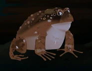 American Toad (Anaxyrus americanus)