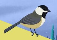 Black-capped Chickadee (Poecile atricapillus)