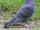 Rock Pigeon