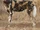 African Wild Dog