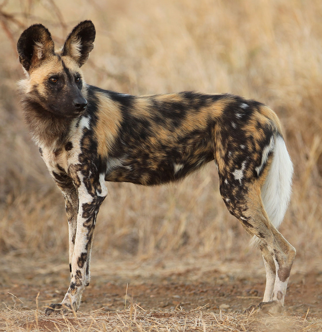 where can you find wild dogs