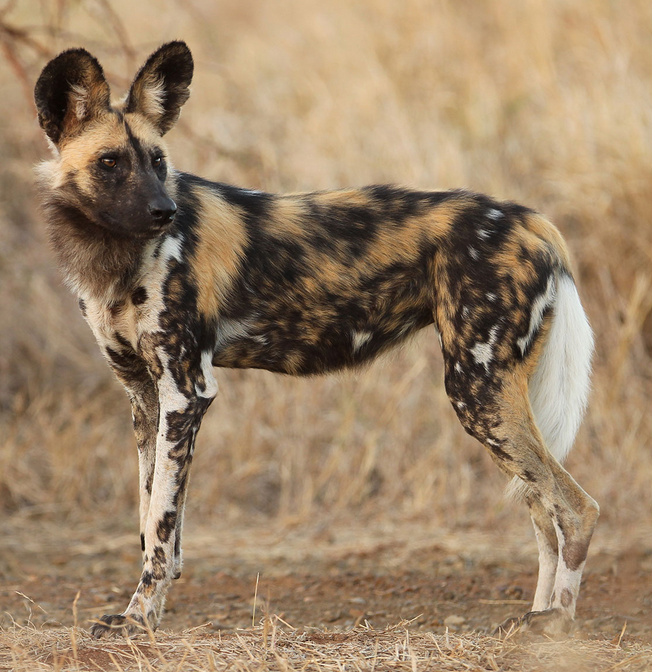 african wild dog pups fighting